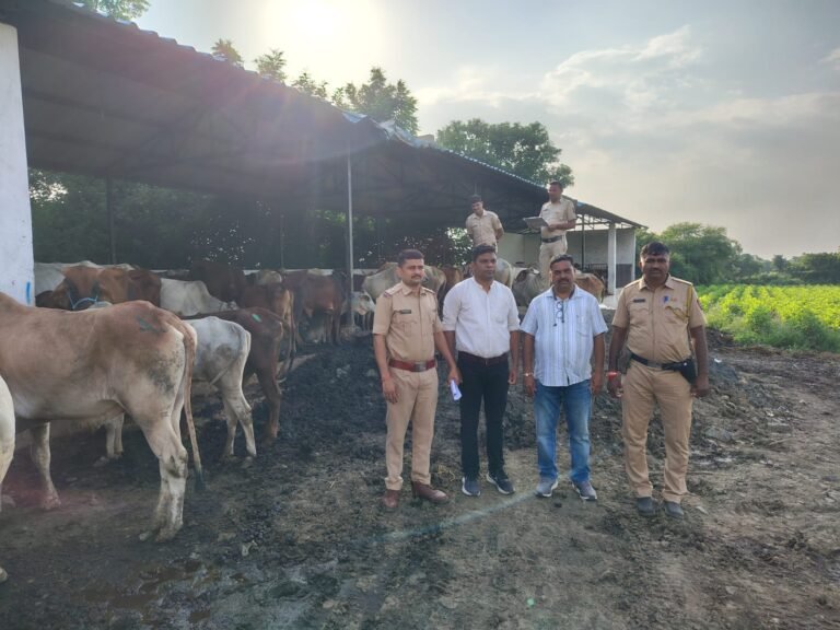 नवीन कामठी पुलिस की कार्रवाई में 110 गोवंशीय बैल बरामद, 19 लाख रुपये से अधिक का पशुधन सुरक्षित